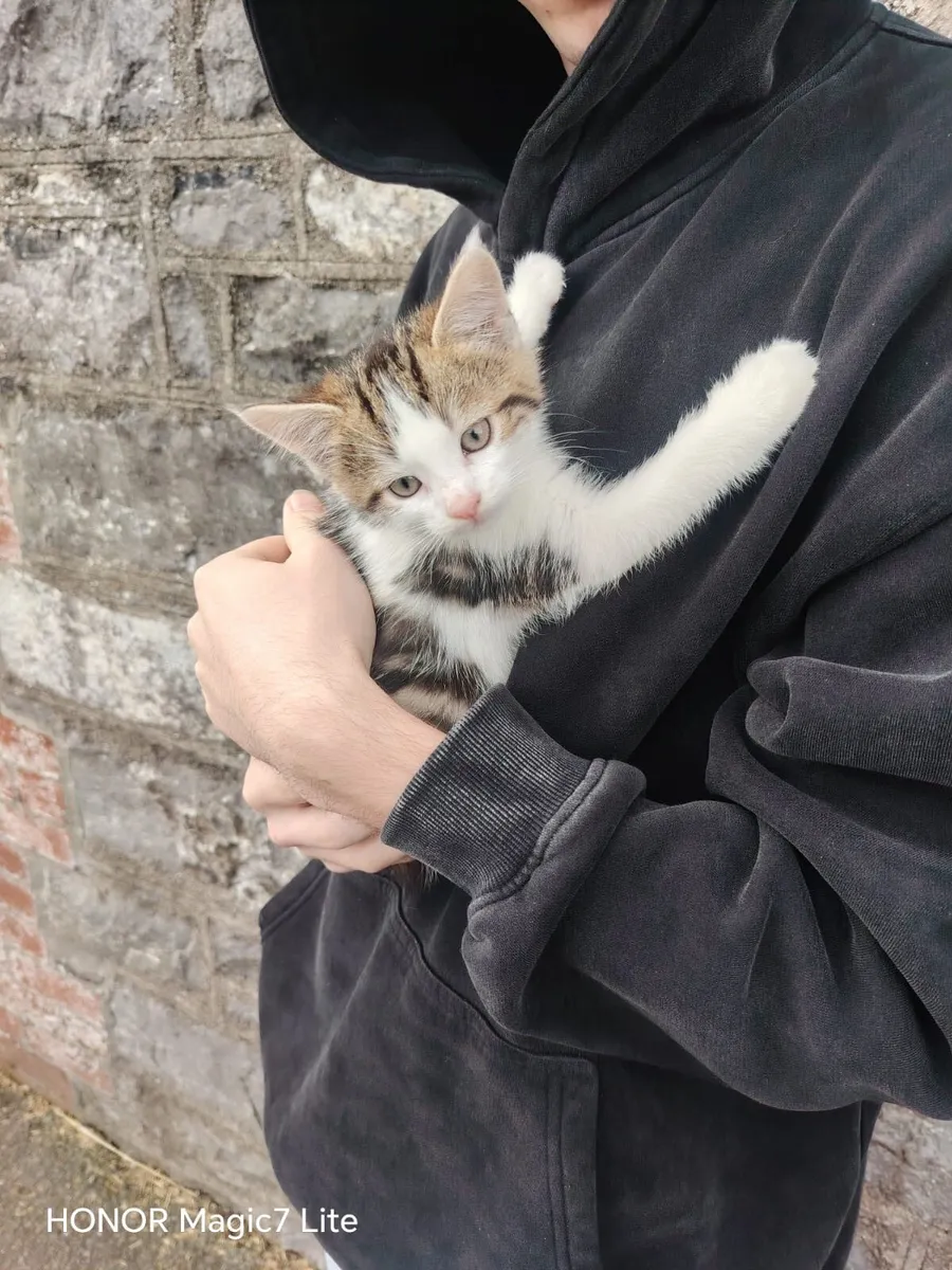 Kittens - Image 1