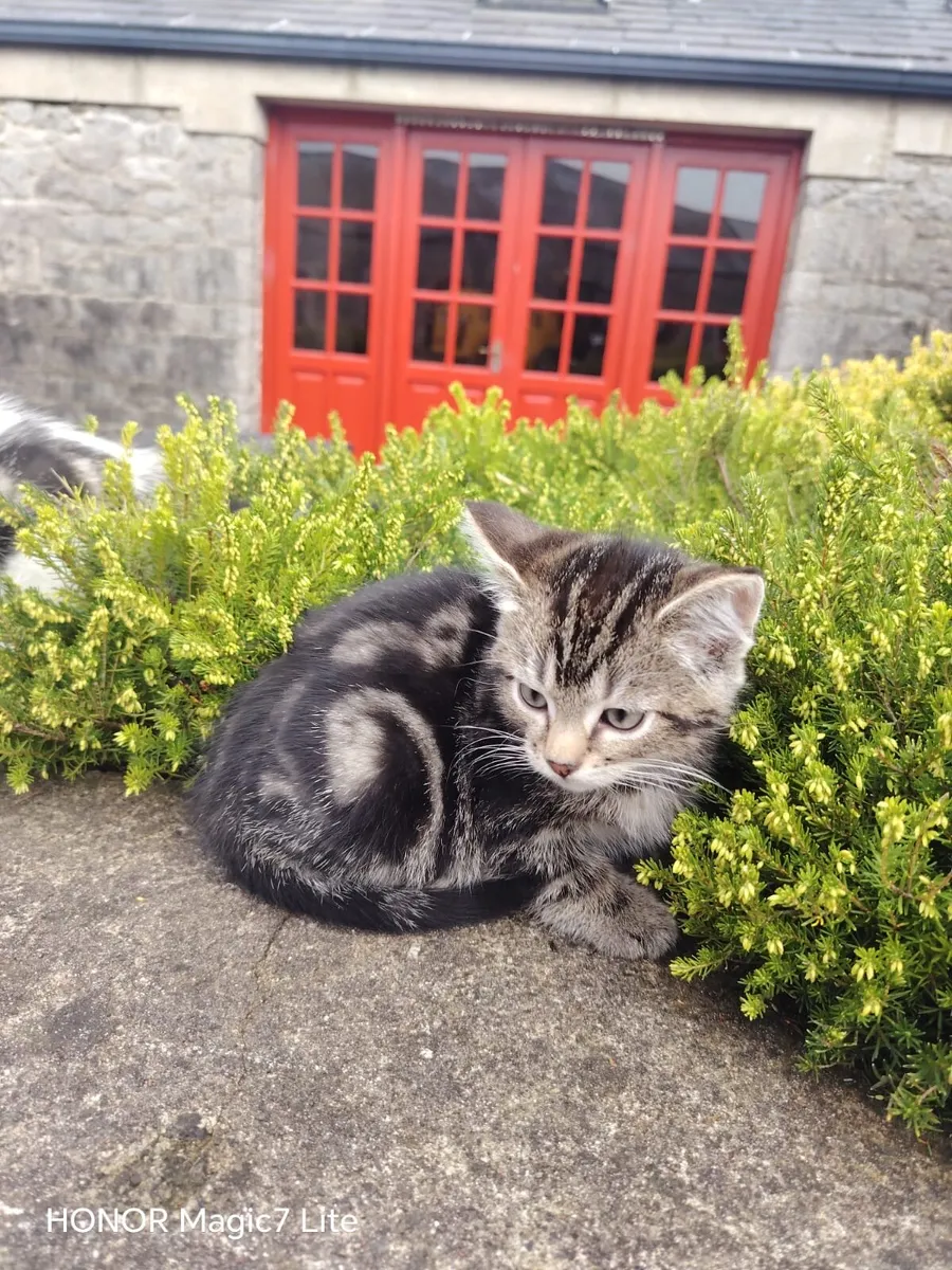 Kittens - Image 2