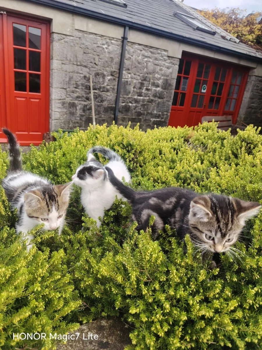 Kittens - Image 4