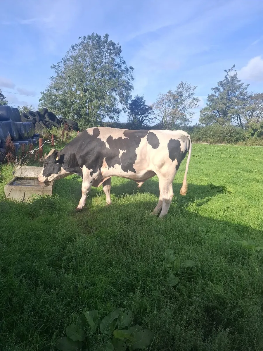 Bulls - Image 1