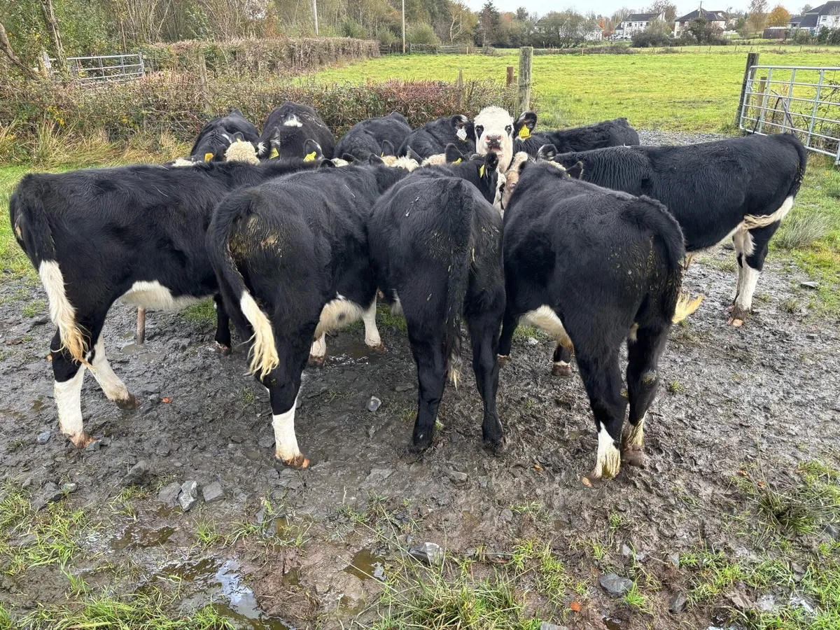 Hereford weanlings - Image 2