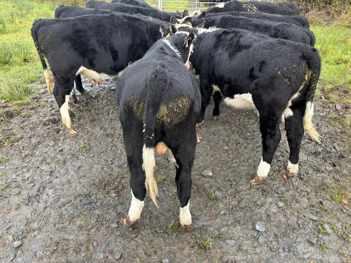 Hereford weanlings - Image 4