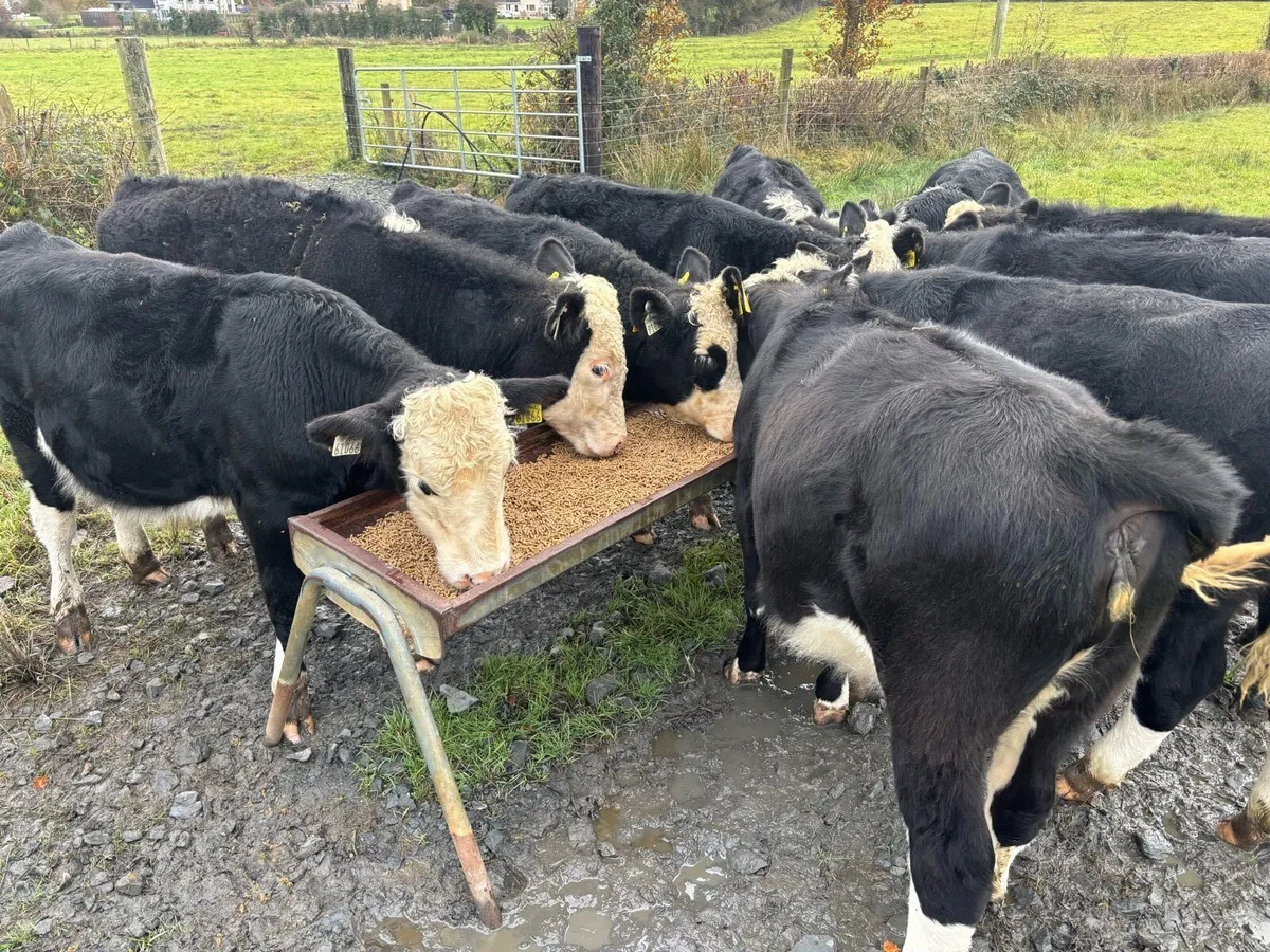 Hereford weanlings - Image 1