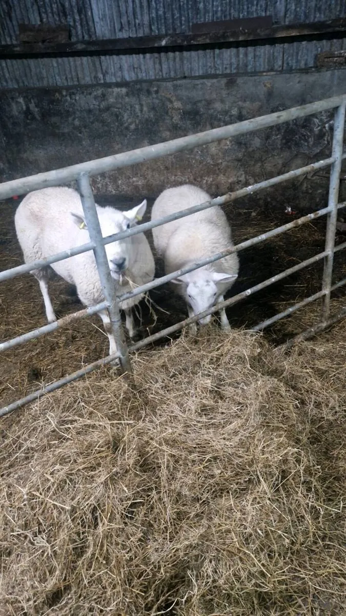 Cheviot ram - Image 2
