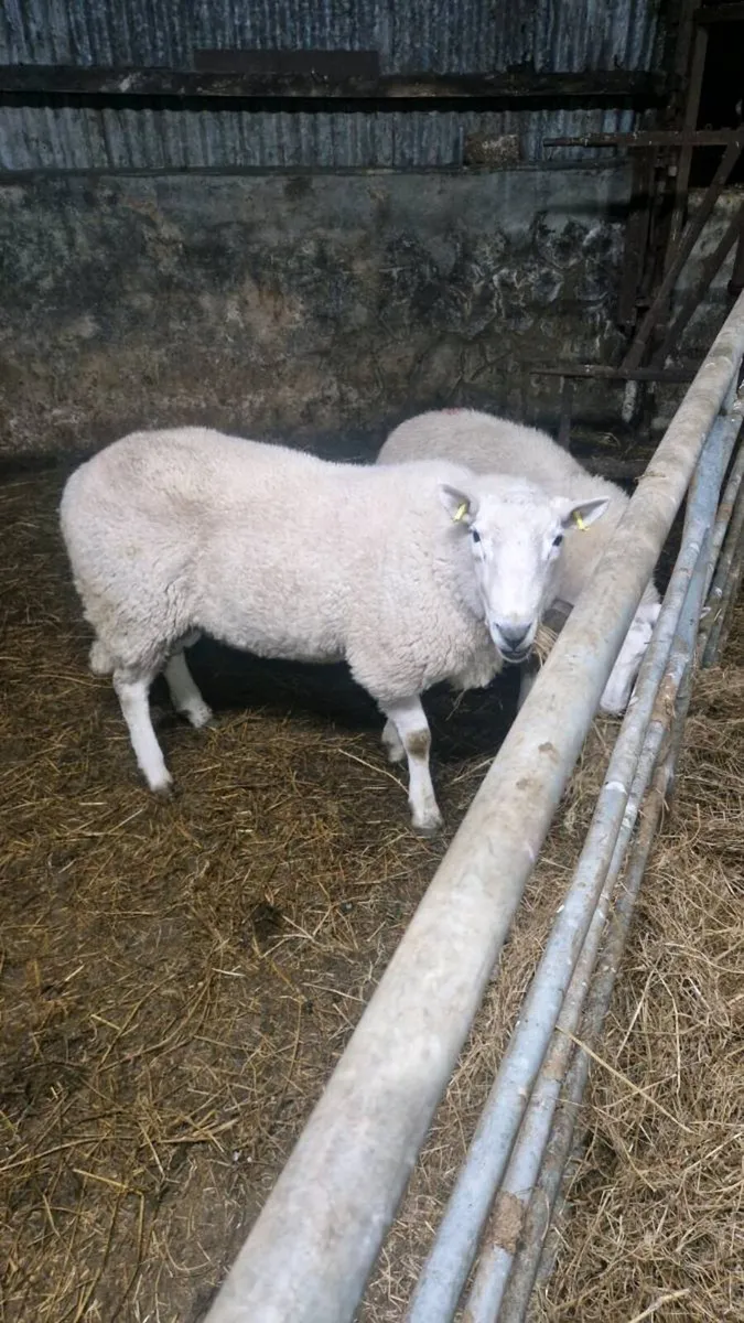 Cheviot ram - Image 3