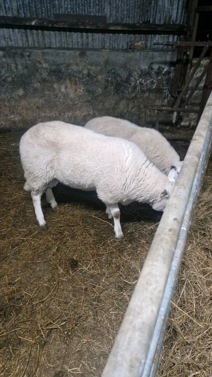 Cheviot ram - Image 4