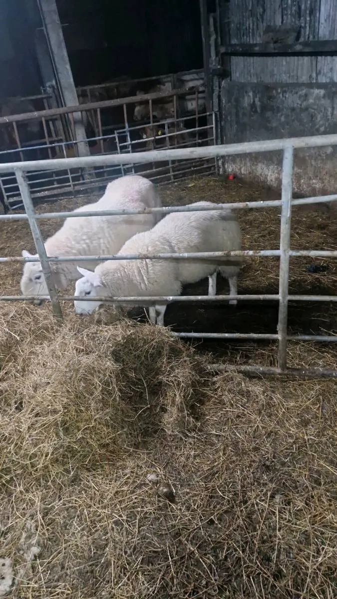 Cheviot ram - Image 1
