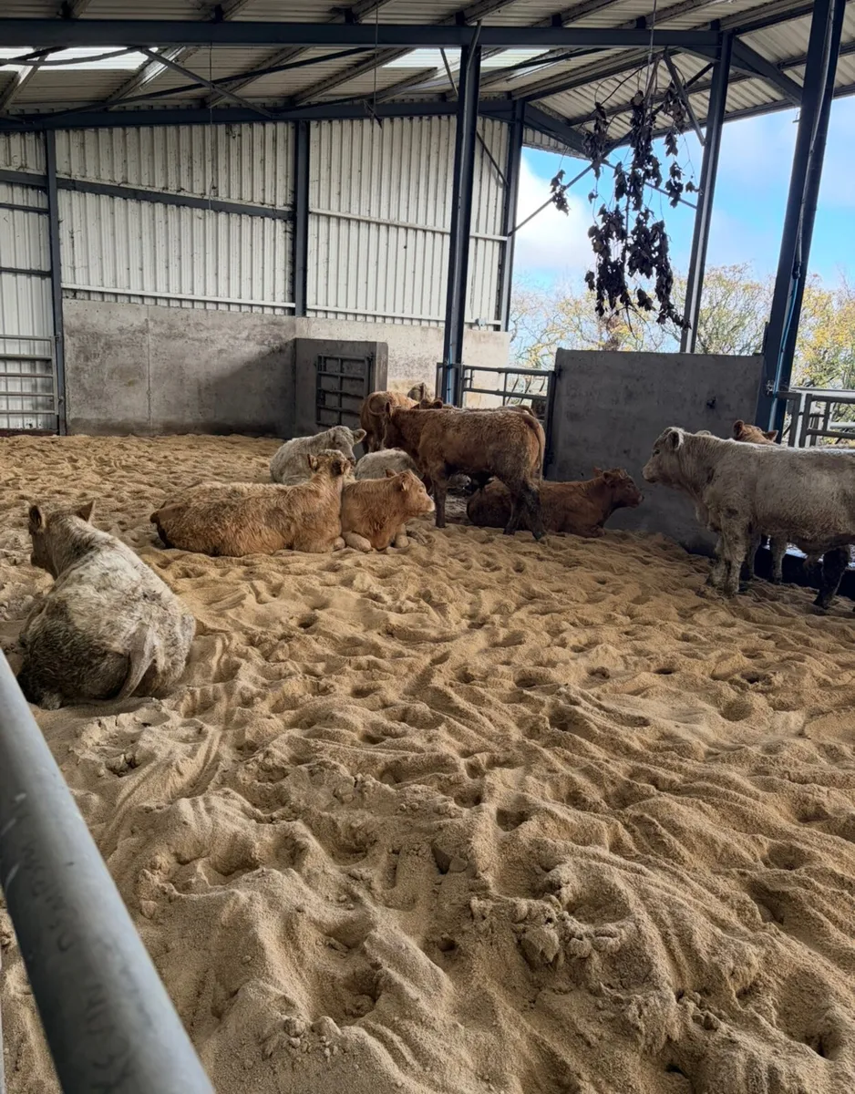 Sand bedding for Cattle - Image 2