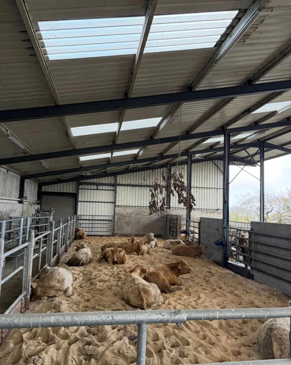Sand bedding for Cattle - Image 1