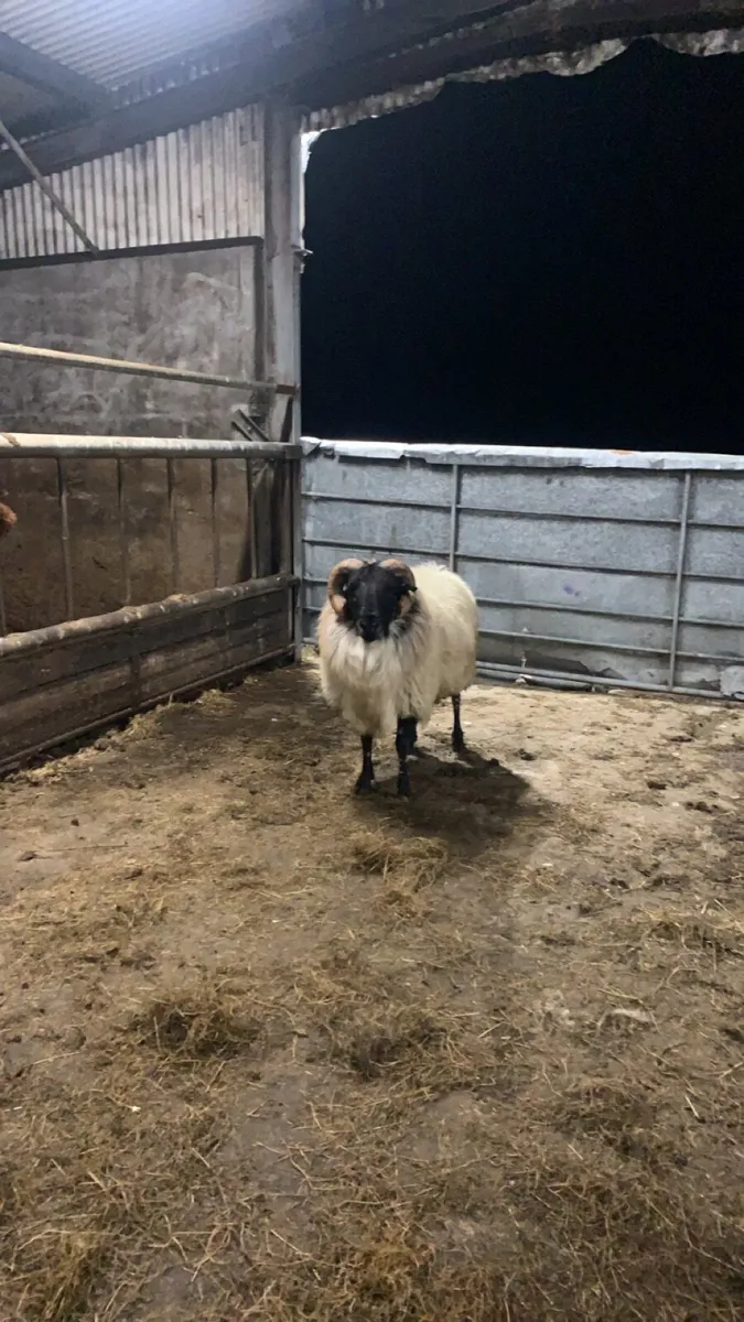 3yr old blackface ram - Image 4