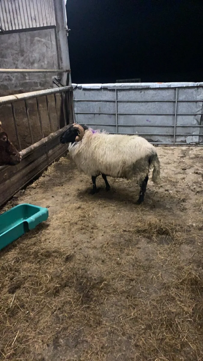 3yr old blackface ram - Image 1