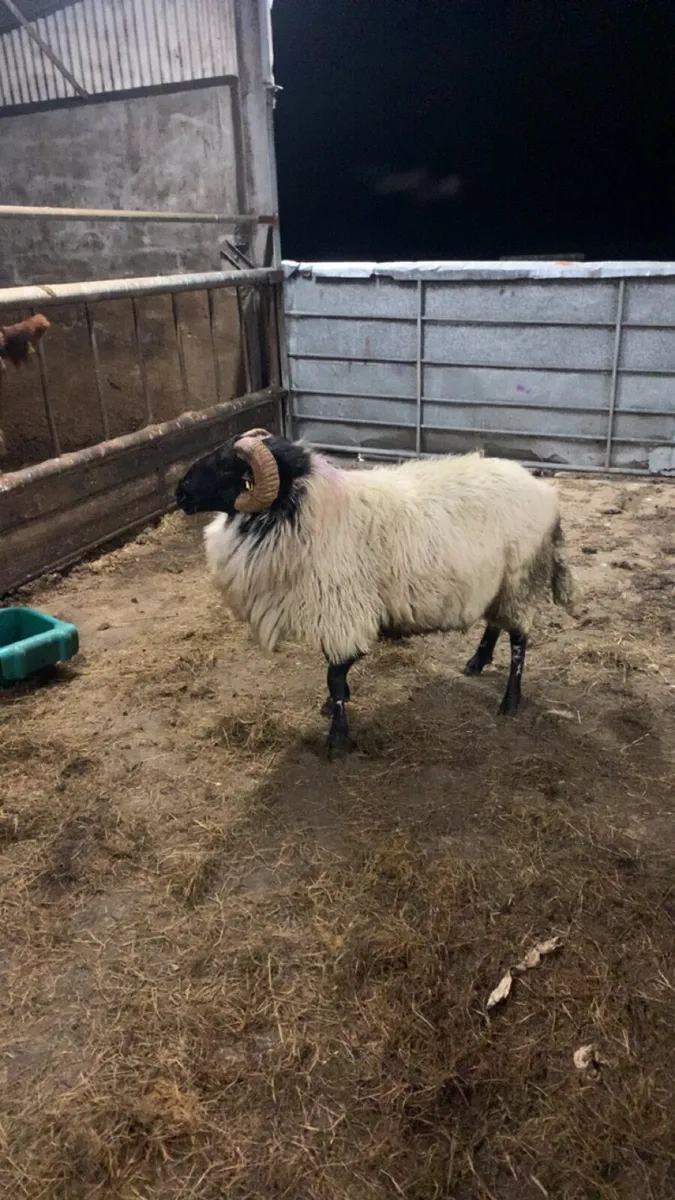 3yr old blackface ram - Image 3