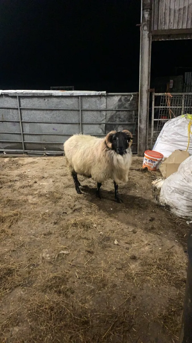 3yr old blackface ram - Image 2