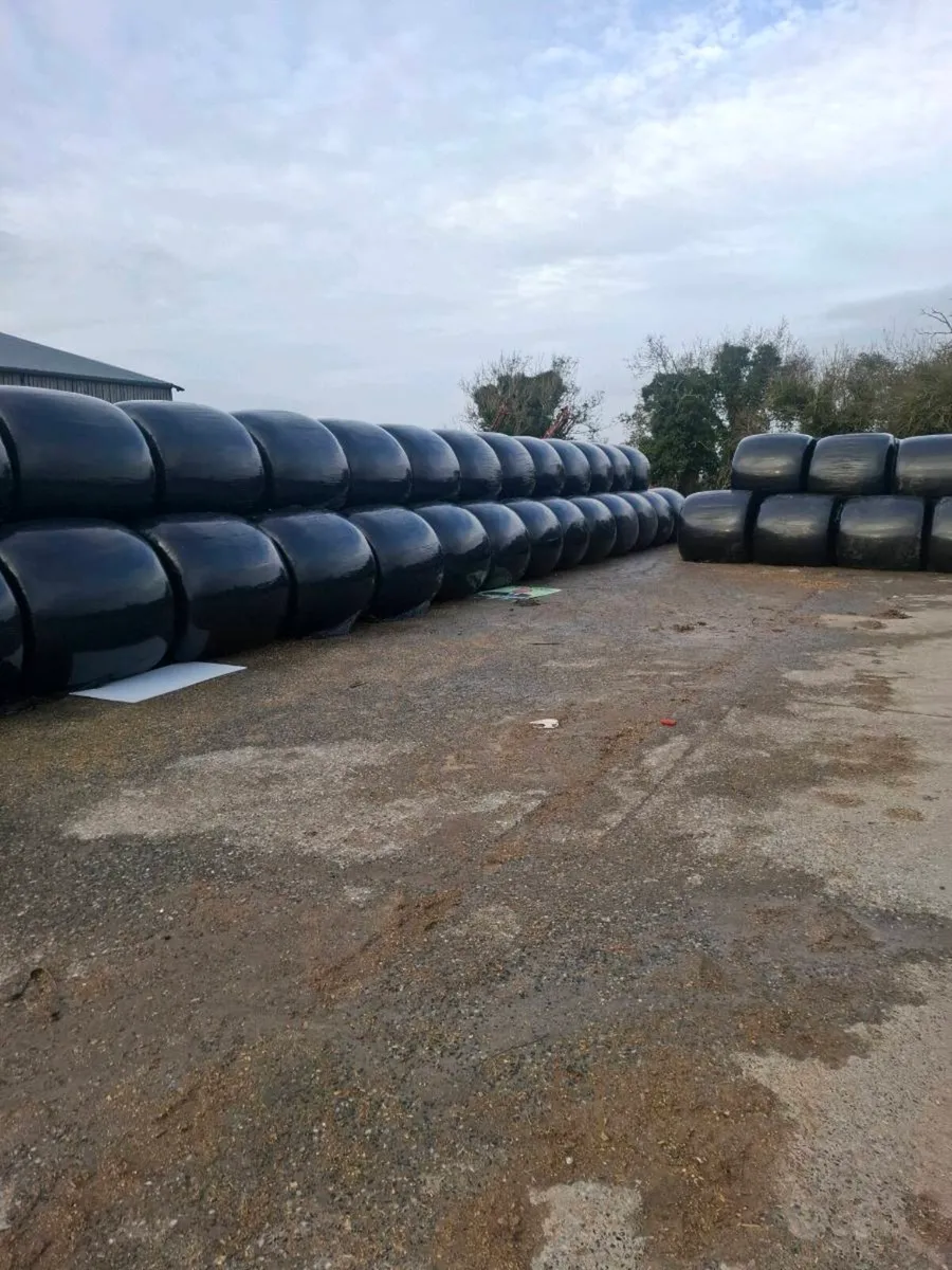 Maize bales