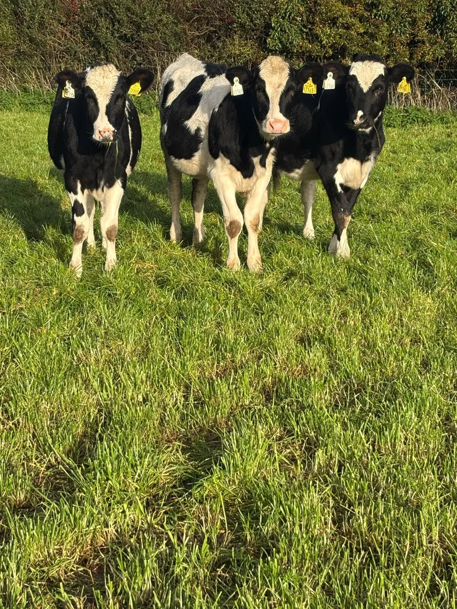 6 Friesian heifers - Image 3