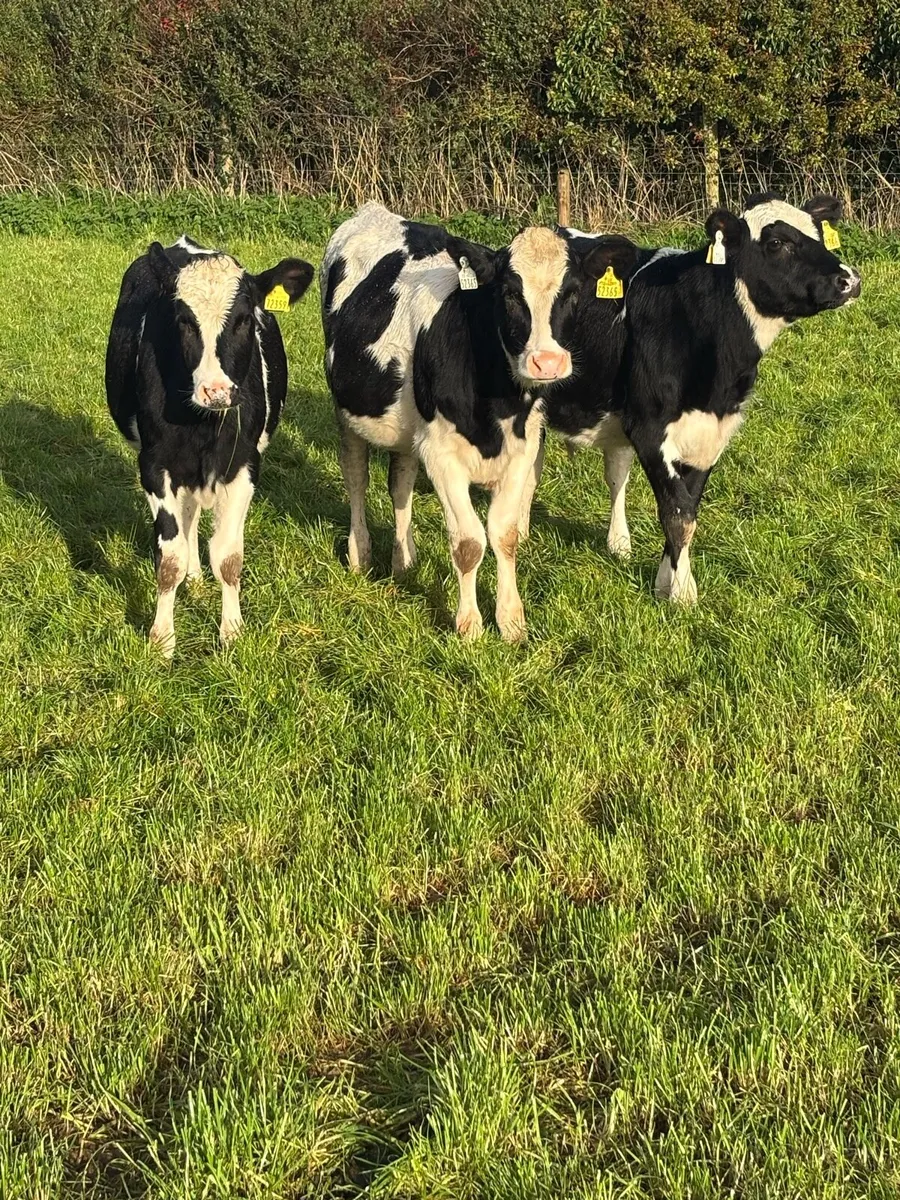 6 Friesian heifers - Image 4