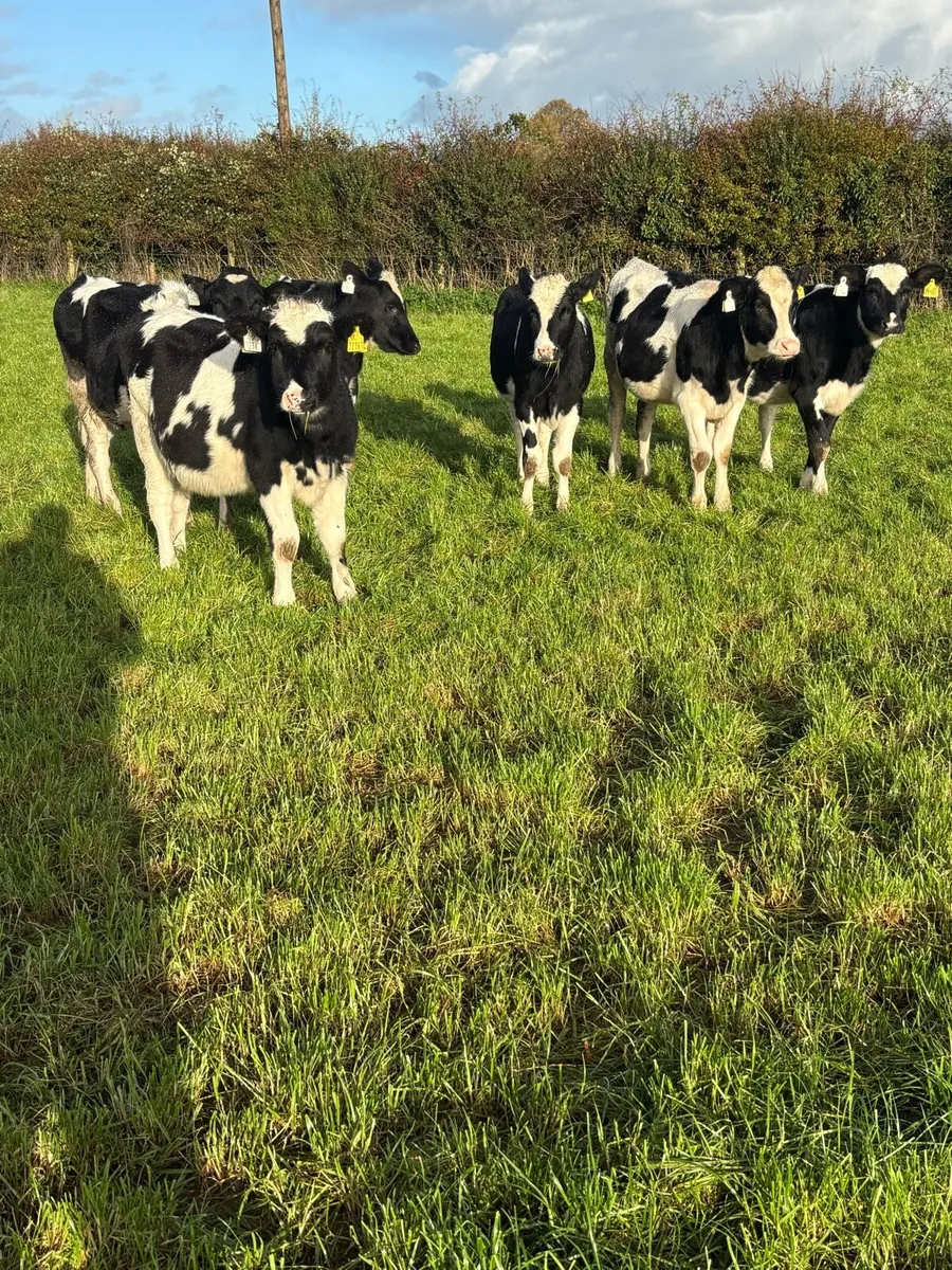 6 Friesian heifers - Image 1