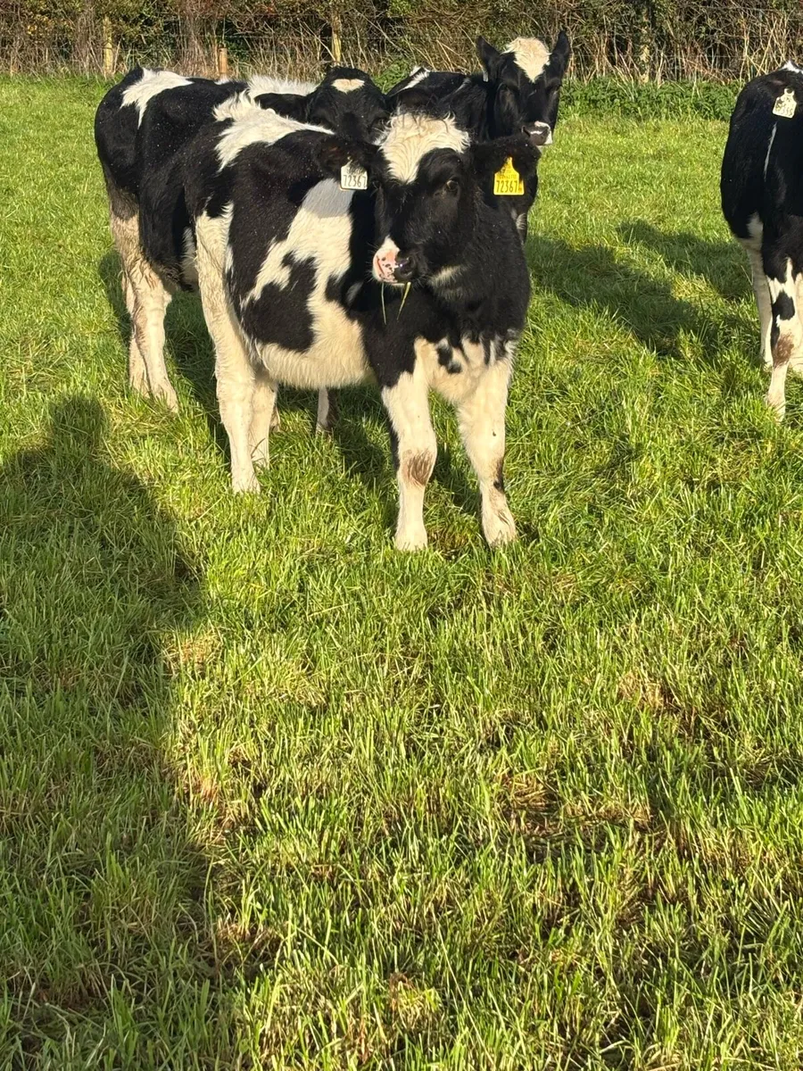 6 Friesian heifers - Image 2