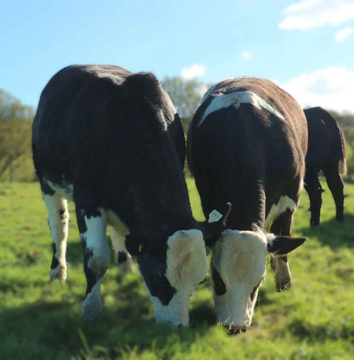 5 Quality BBX & LMX Breeding Heifers – Balla Mart - Image 3