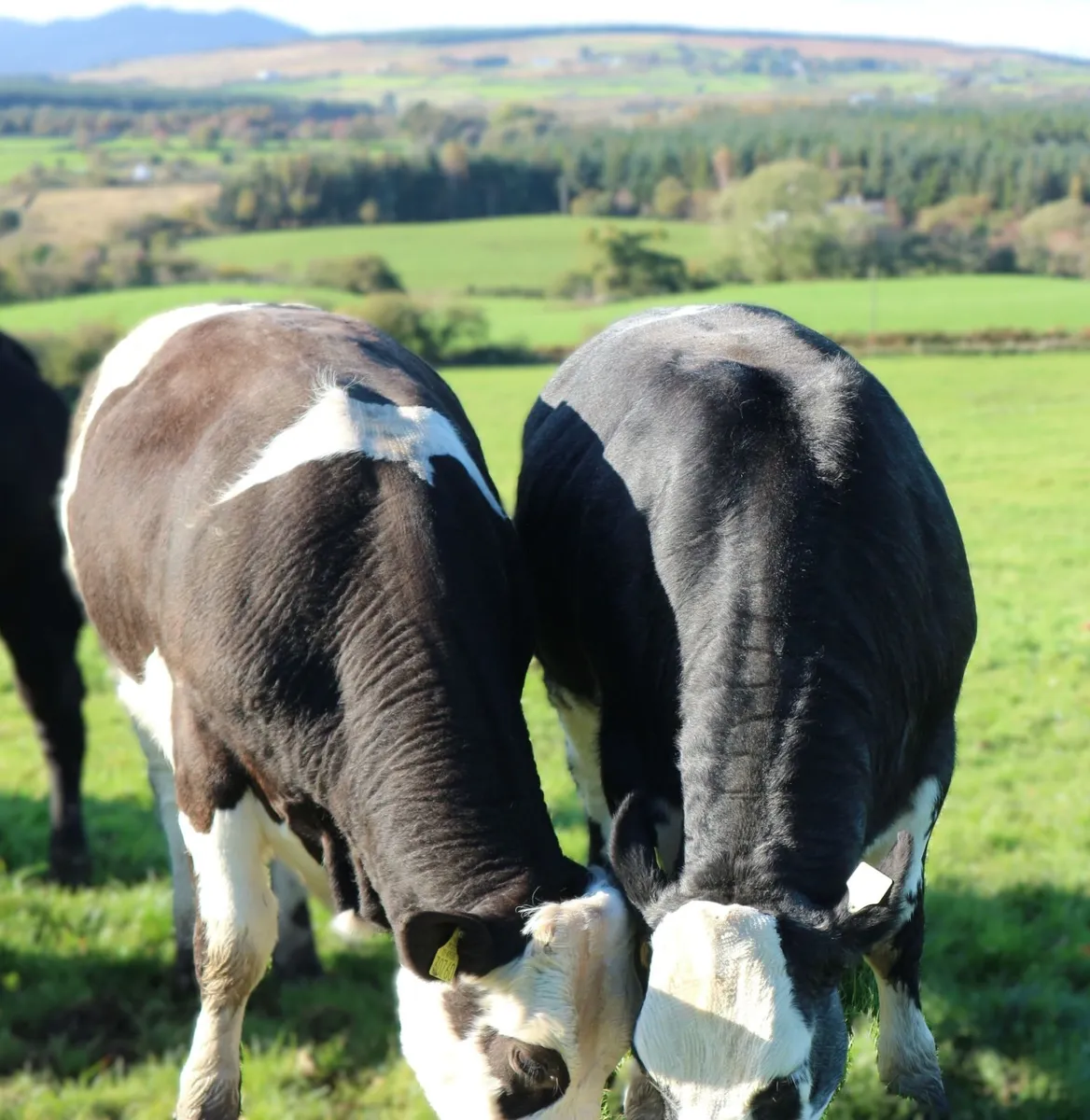 5 Quality BBX & LMX Breeding Heifers – Balla Mart - Image 4
