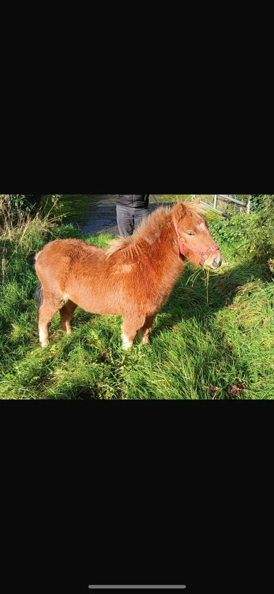 Miniature shetland gelding