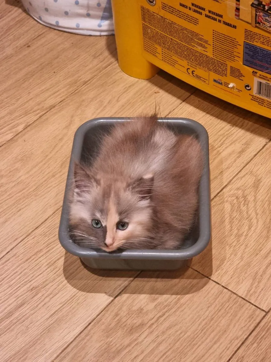 Beautiful Ragcoon kittens for sale 😍 - Image 2