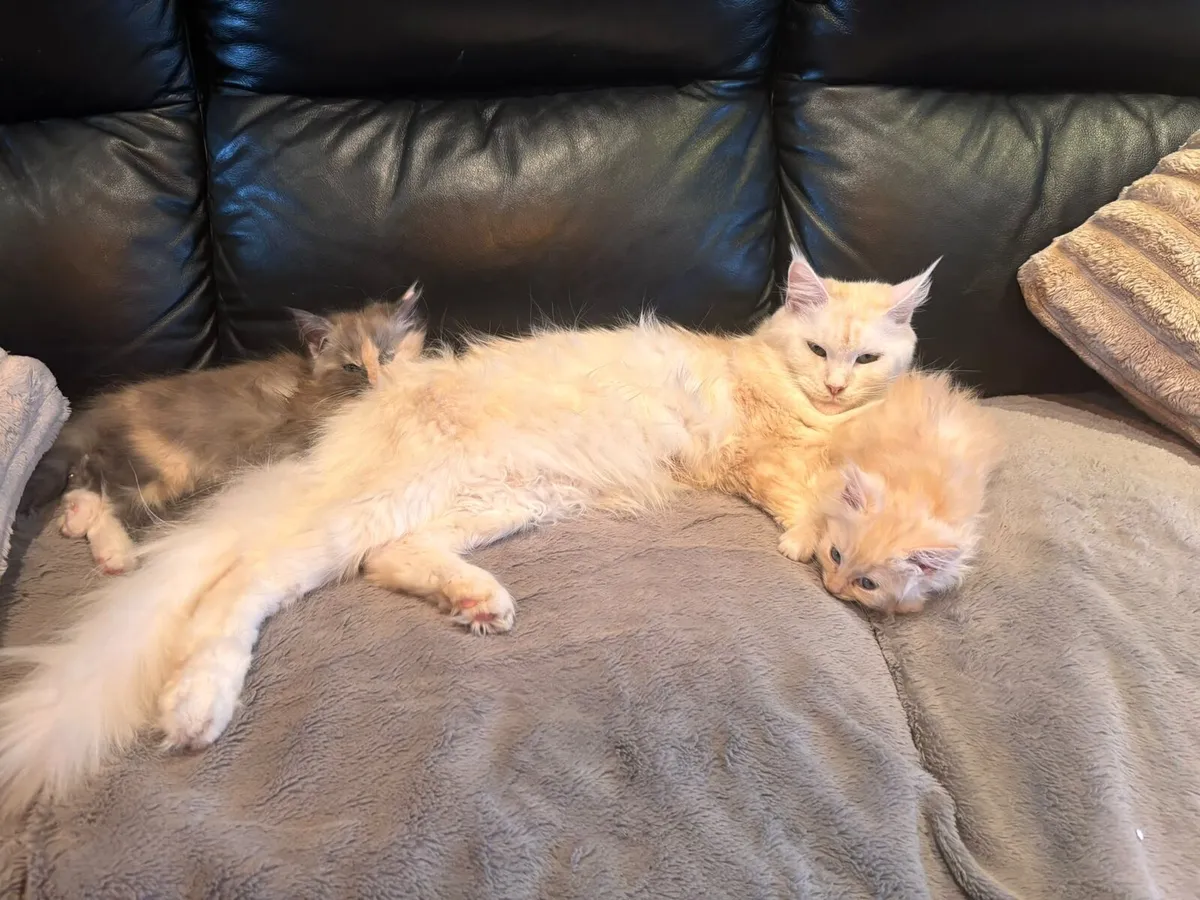 Beautiful Ragcoon kittens for sale 😍 - Image 3
