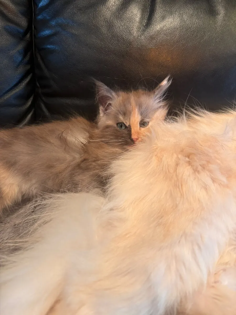 Beautiful Ragcoon kittens for sale 😍 - Image 4