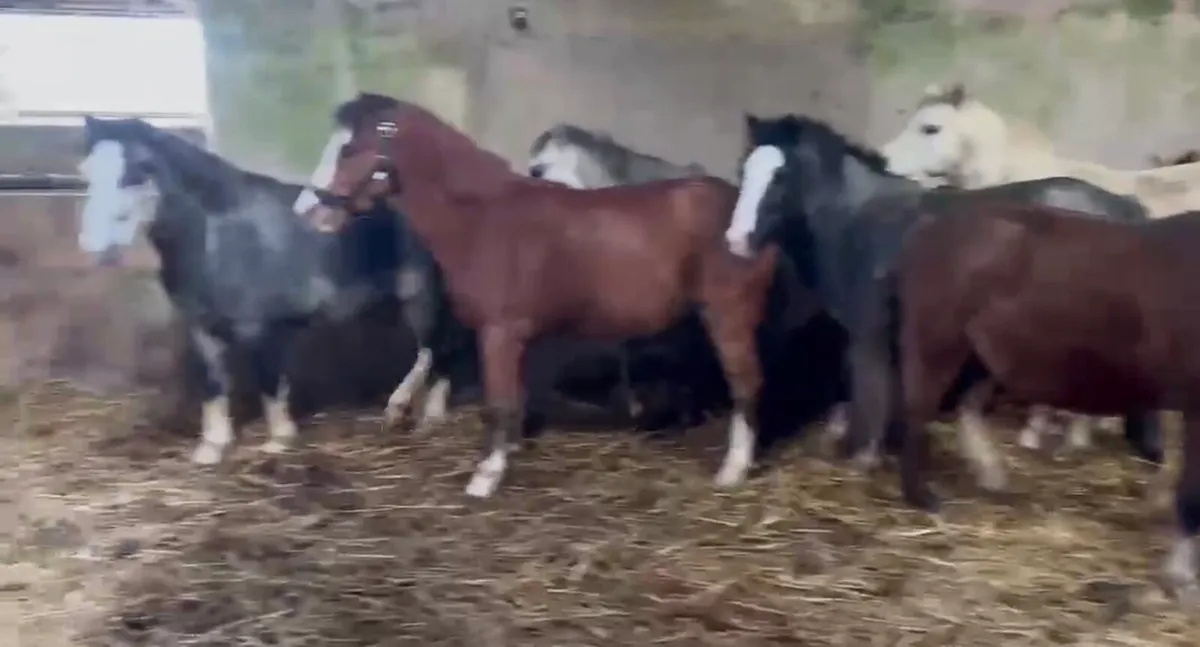 Selection of Horses and Ponies For Sale - Image 1