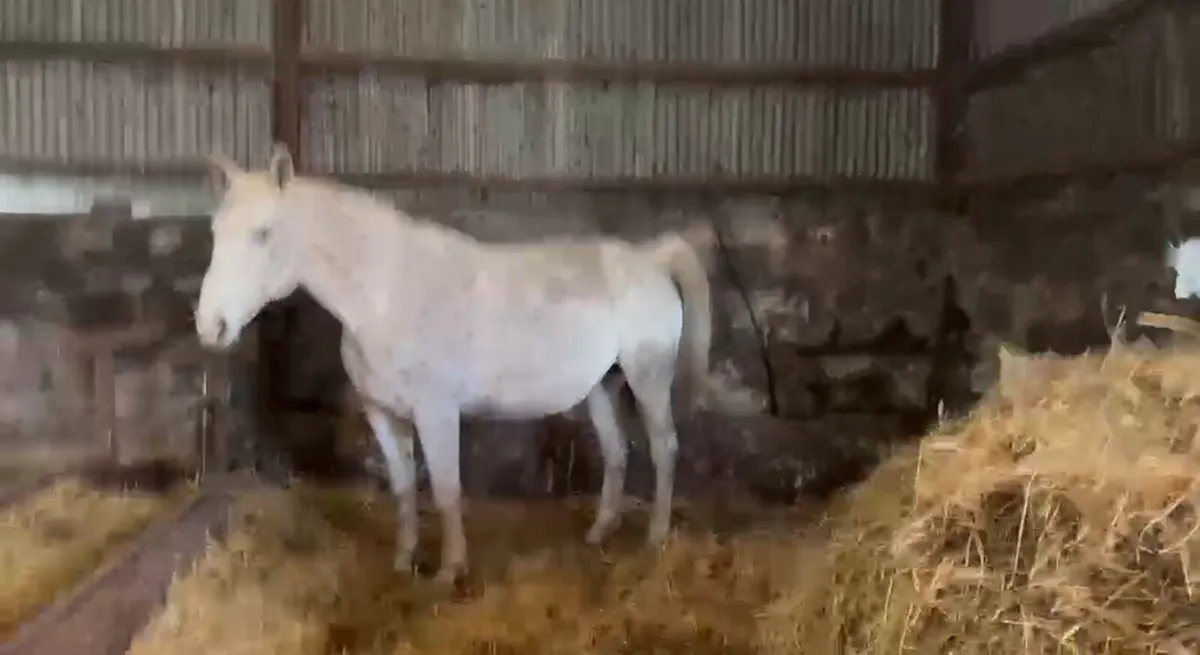 Selection of Horses and Ponies For Sale - Image 2