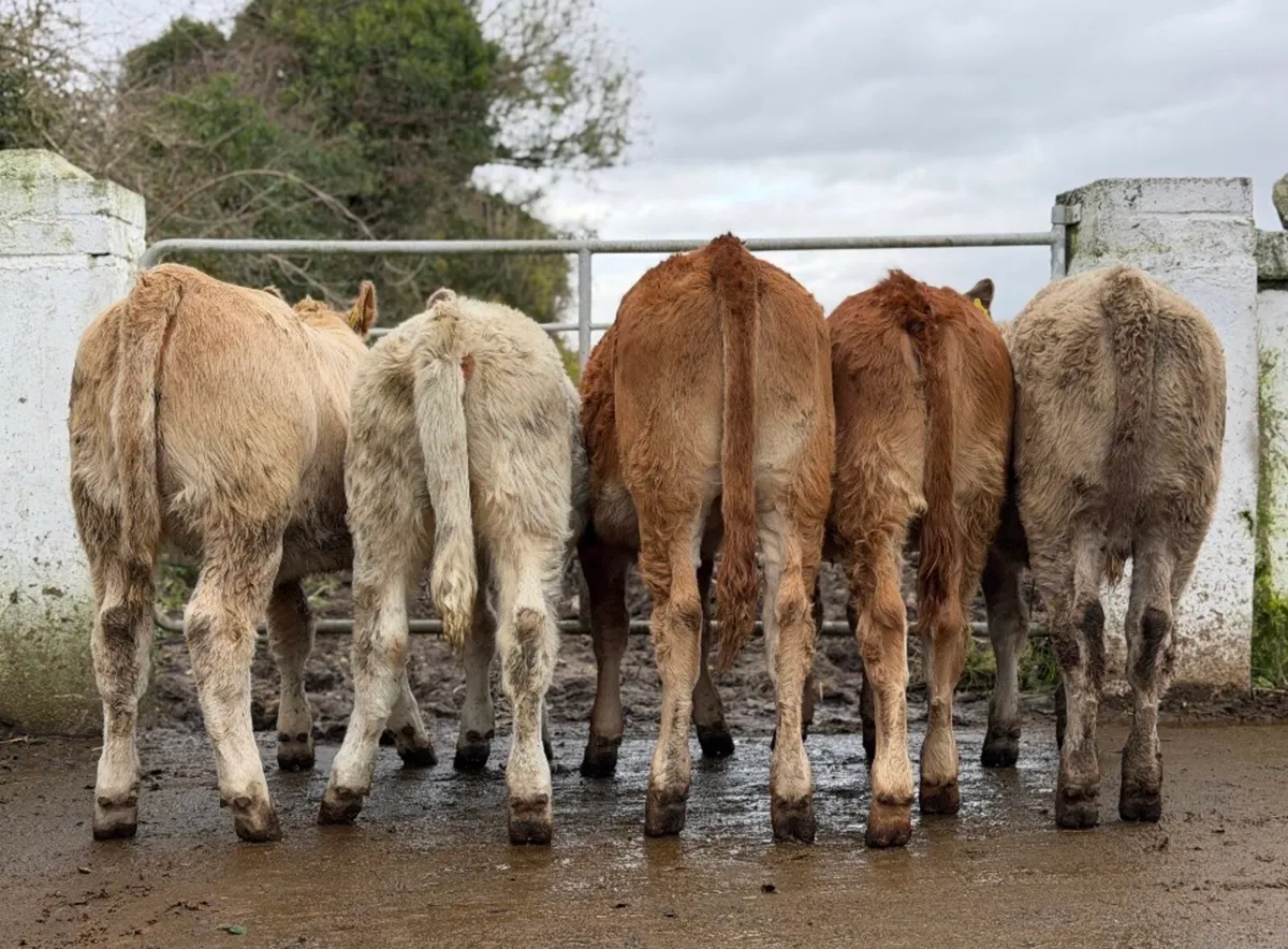 ⭐️5 Smashing Continetal heifer weanlings⭐️ - Image 2