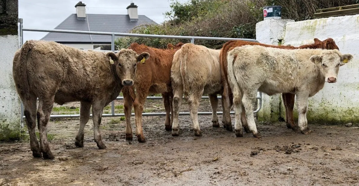 ⭐️5 Smashing Continetal heifer weanlings⭐️ - Image 3