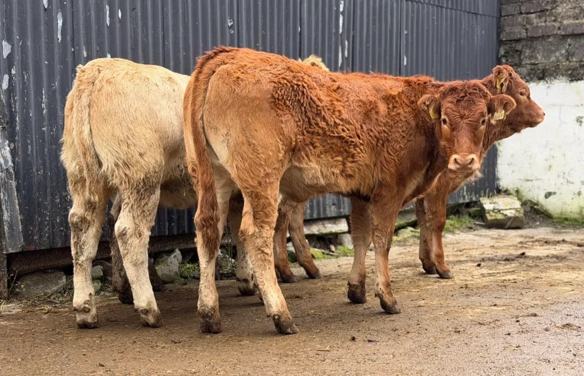 ⭐️5 Smashing Continetal heifer weanlings⭐️ - Image 4