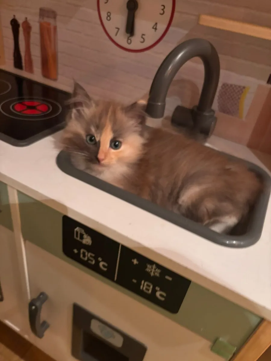 Beautiful Ragcoon kittens for sale 😍 - Image 1