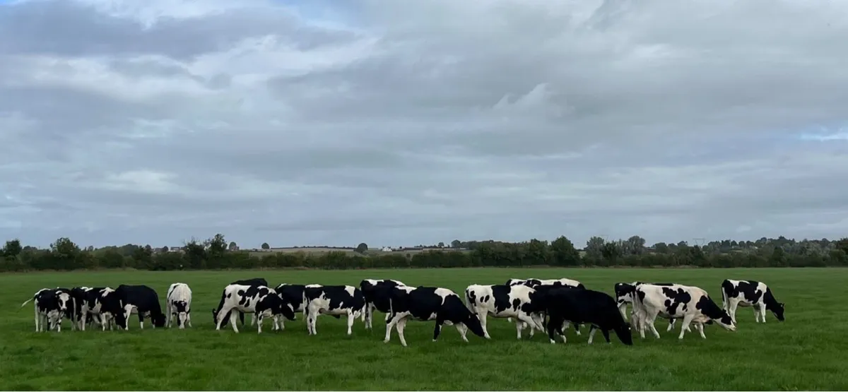 Ballybay Mart Dairy Sale 4th of November - Image 1