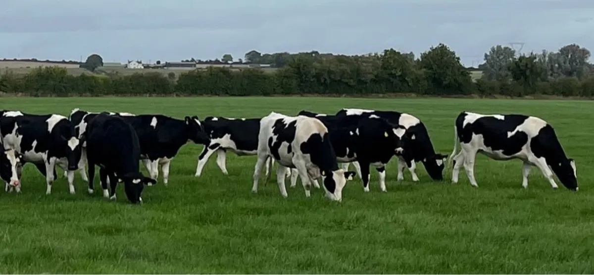 Ballybay Mart Dairy Sale 4th of November - Image 2