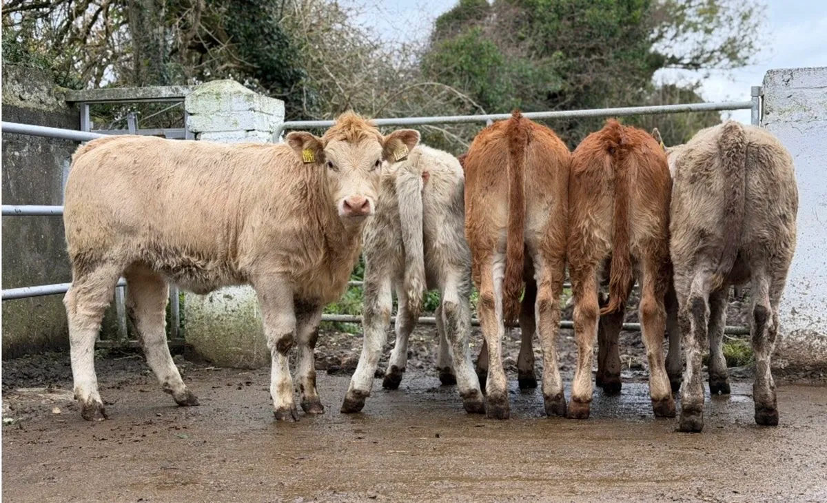 ⭐️5 Smashing Continetal heifer weanlings⭐️ - Image 1