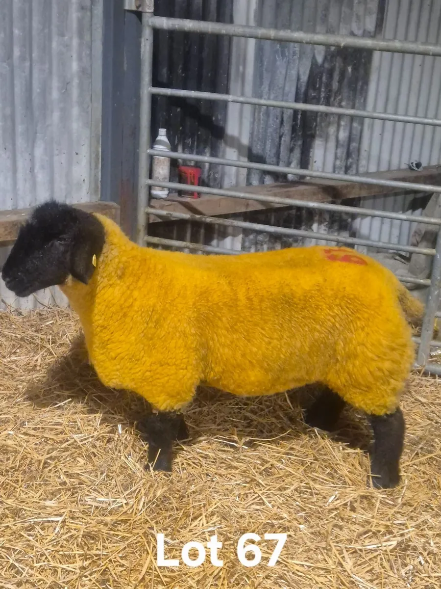Windfield Suffolks Western Stars Sale - Image 1