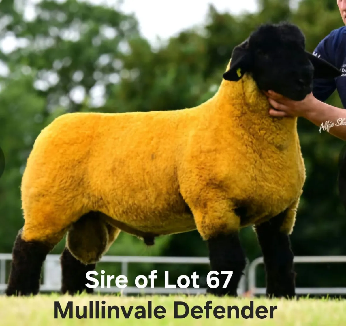 Windfield Suffolks Western Stars Sale - Image 2