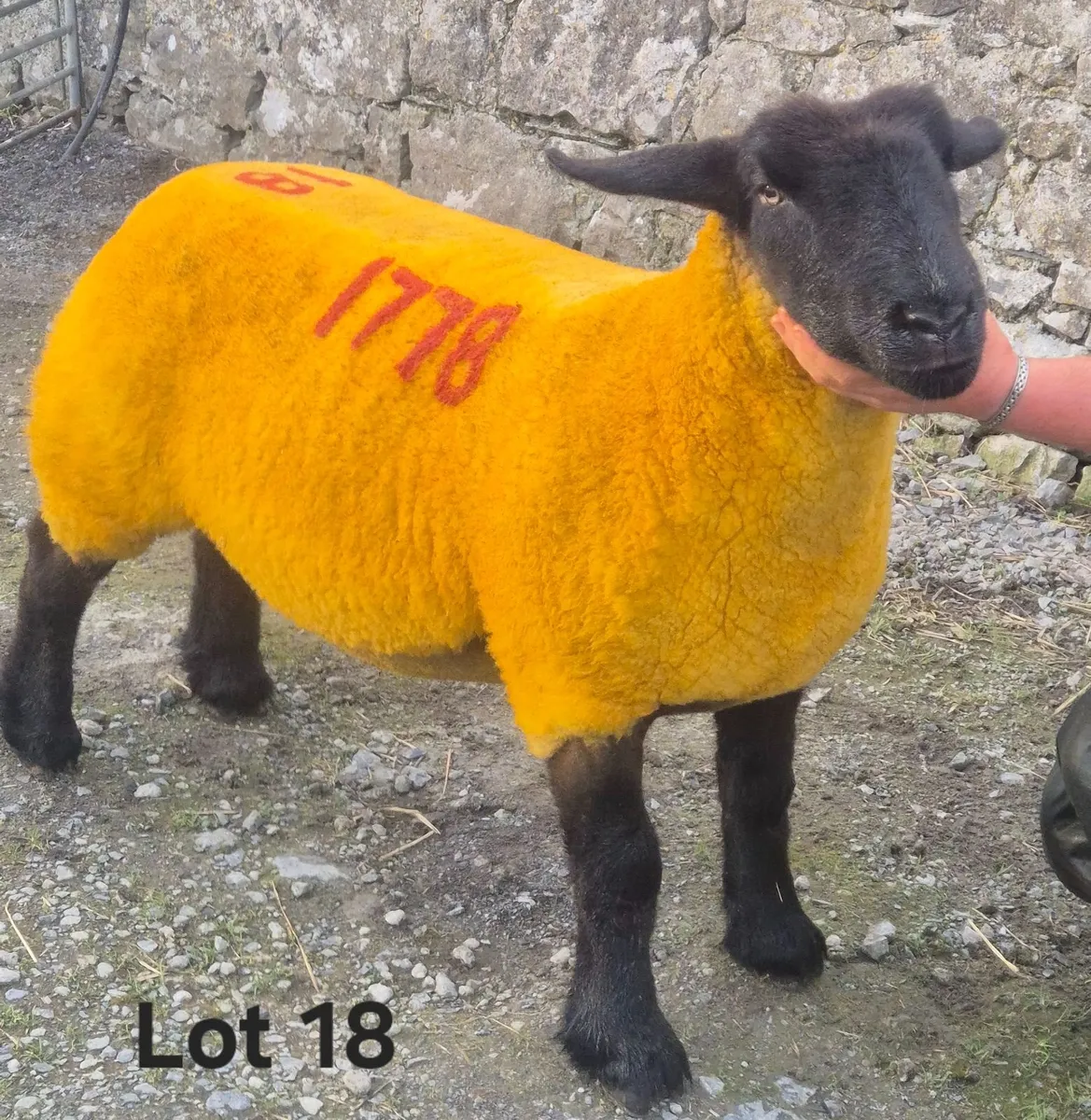 Windfield Suffolks Western Stars Sale - Image 3