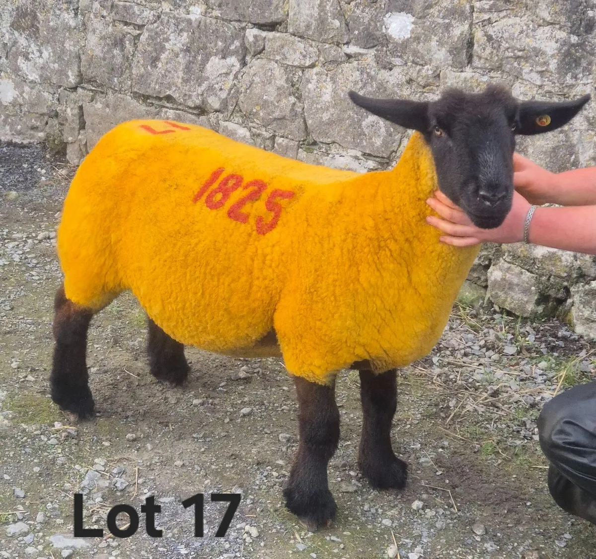 Windfield Suffolks Western Stars Sale - Image 4