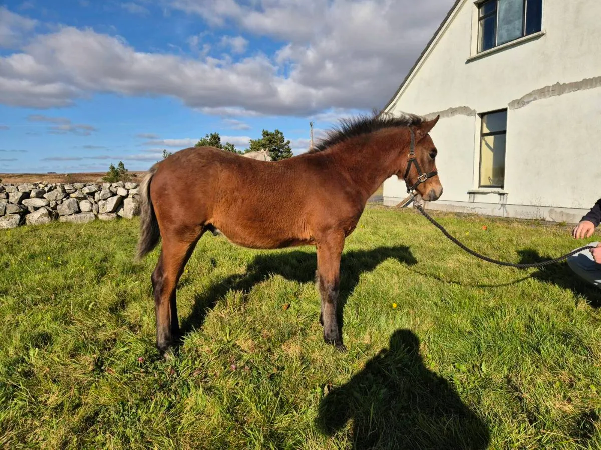 Outstanding Connemara Colt Foal - Image 3