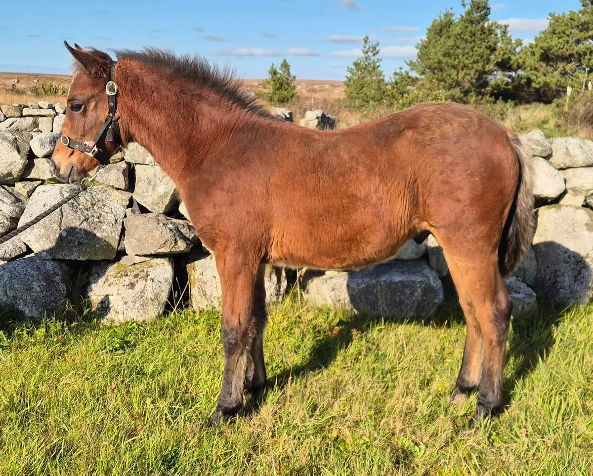 Outstanding Connemara Colt Foal - Image 4