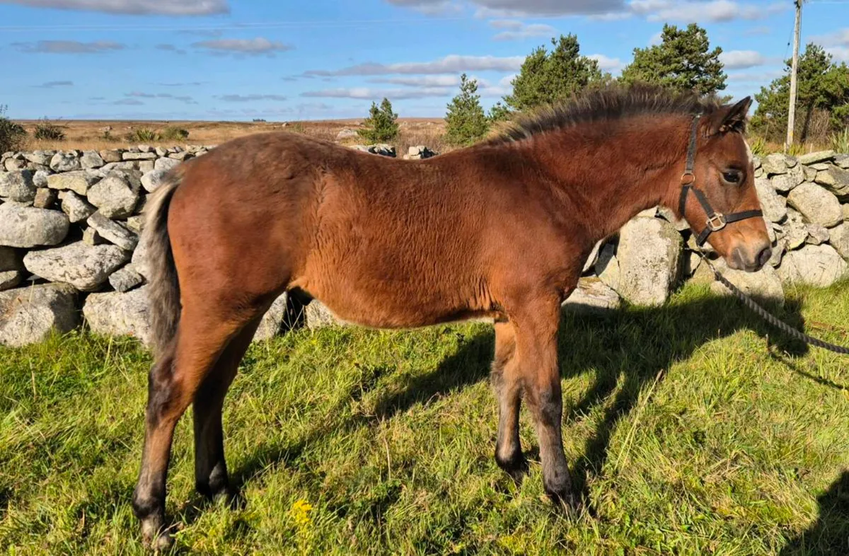 Outstanding Connemara Colt Foal - Image 1