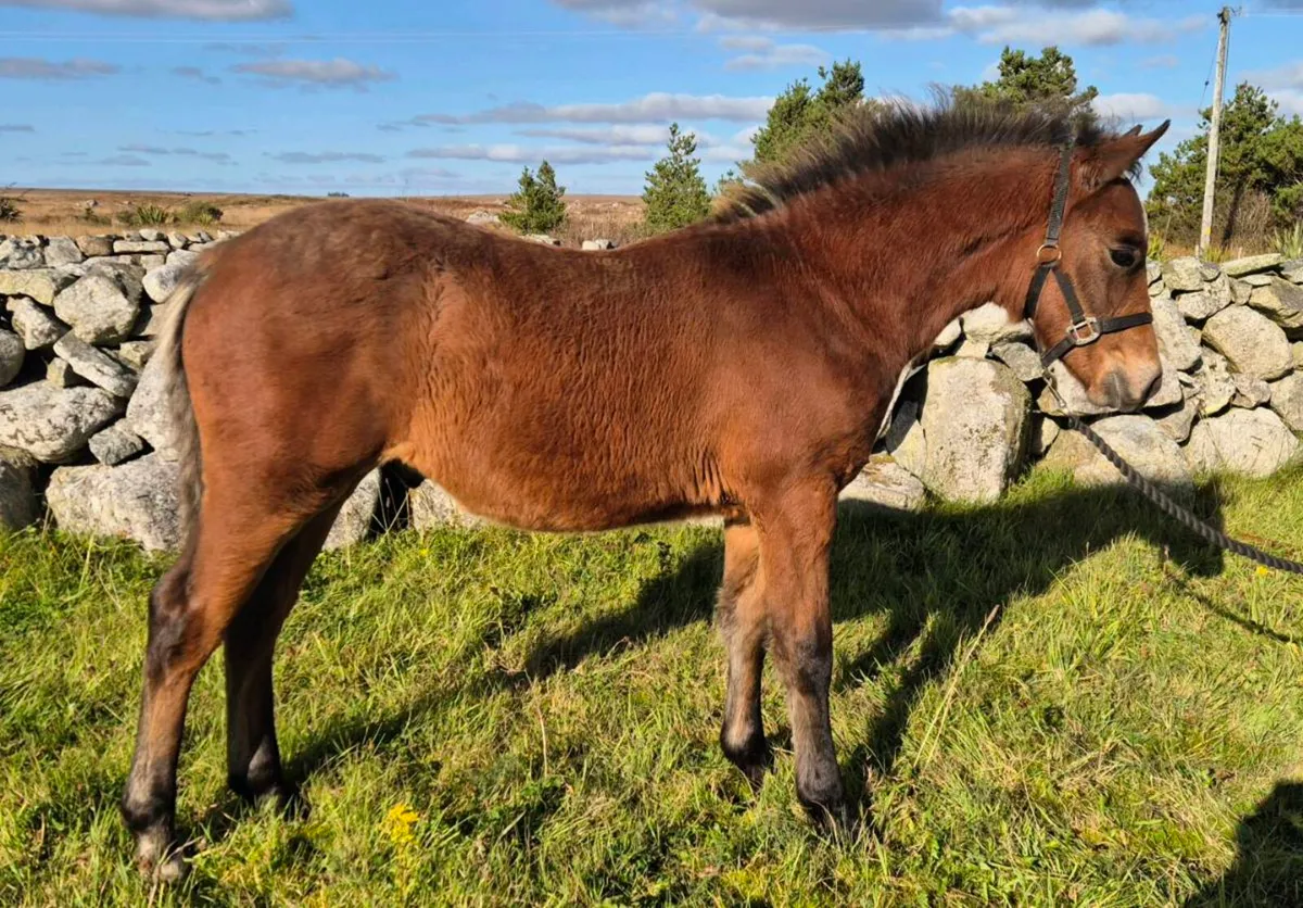 Outstanding Connemara Colt Foal - Image 2