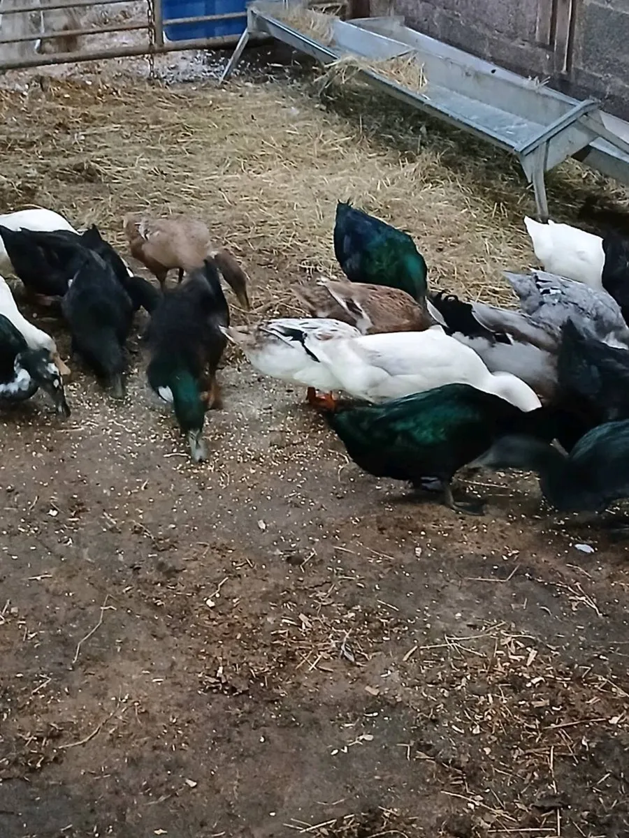 Ducks - Image 2