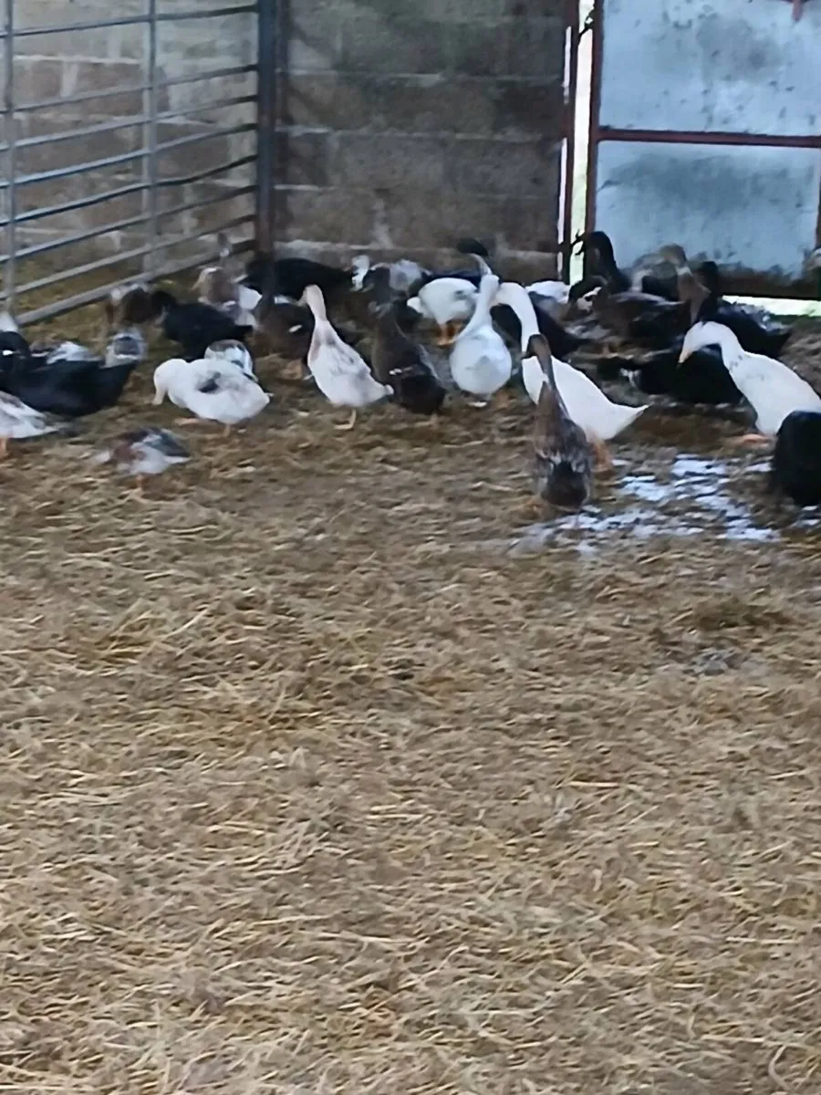 Ducks - Image 3