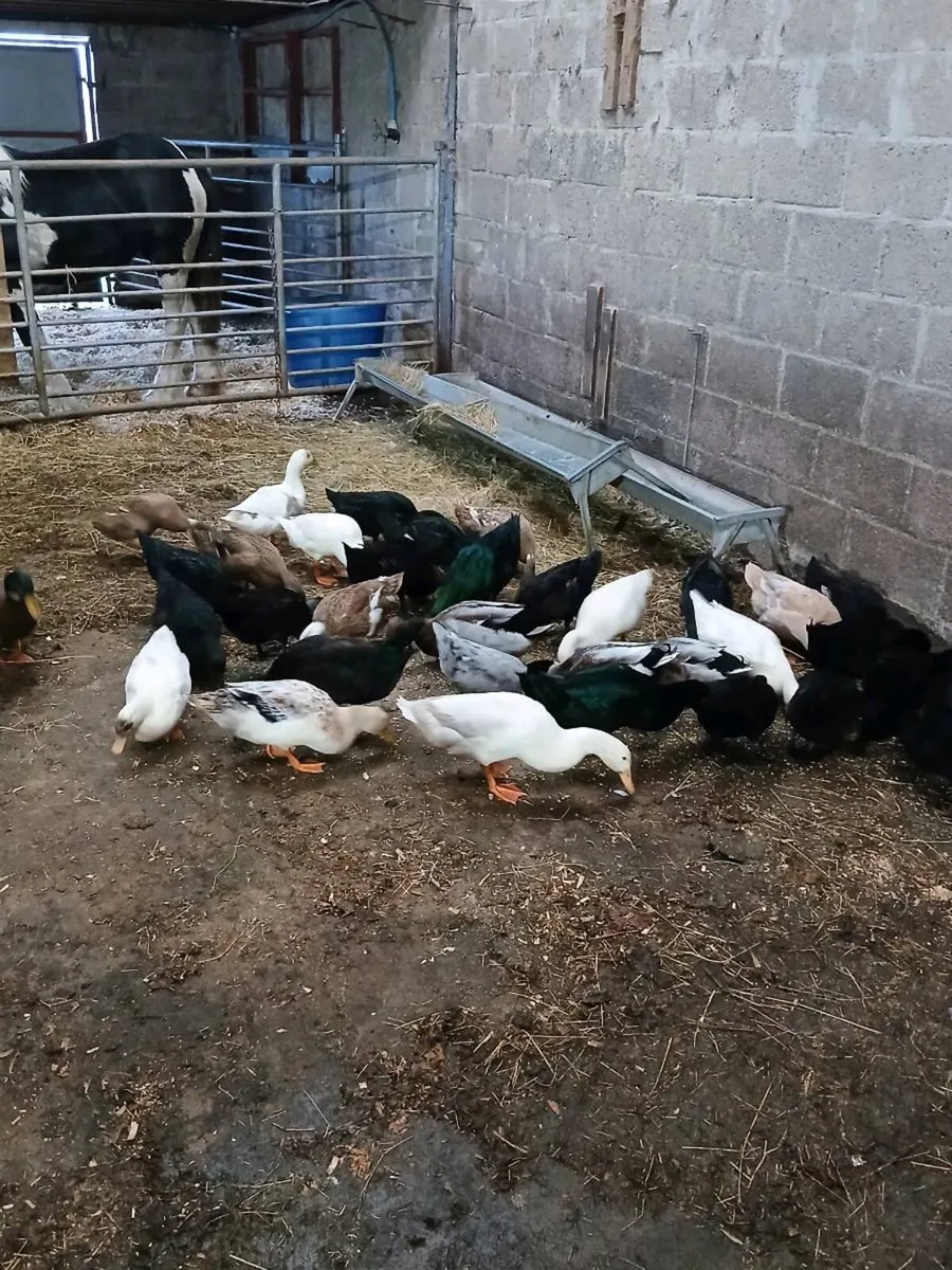 Ducks - Image 1