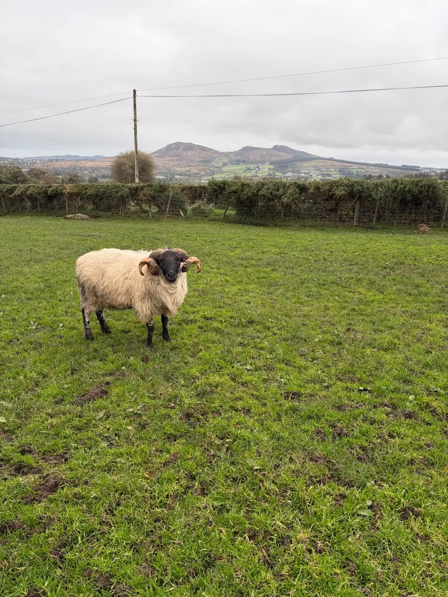 Mayo Ram