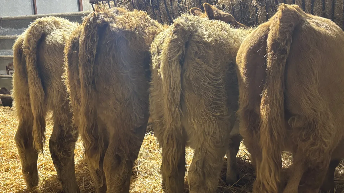 ⭐️ 4 Golden Charolais Heifer Wealings ⭐️ - Image 4